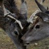 В парке природы «Беремицкое» селекционно будут разводить оленей