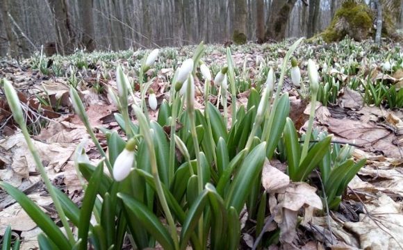 На Черкасчине расцвели подснежники на площади более 60 гектаров