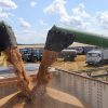 У литовській Клайпеді морпорт готовий до відвантаження українського зерна на експорт