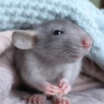 Исследование показало, что крысы могут чувствовать музыкальный ритм и двигаться в такт