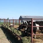 Українські аграрії отримали більше 14 млрд гривень кредитів за програмою “Доступні кредити”