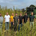 В Україні активно відроджується коноплярство після прийняття закону про медичний канабіс