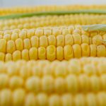 Кукурудза стала найбільш експортованим товаром України з початку року