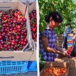 160 гривень за десяток ягід: черешню в Україні почали продавати за “космічними” цінами