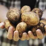 В Україні стрімко дешевшає торішня картопля: причина цього навряд чи порадує покупців