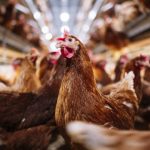 Українські постачальники м’яса птиці отримали доступ до ринку Оману