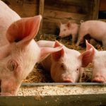Vitagro разом з данською DanBred будують свиноферму на Хмельниччині. Проєкт оцінюється у близько $11 млн