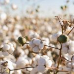 Україна хоче вирощувати екзотичну рослину для виробництва пороху: чи можливо це