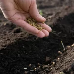 ЄС відкрив свій ринок для українського насіння соняшника, ріпака і буряка