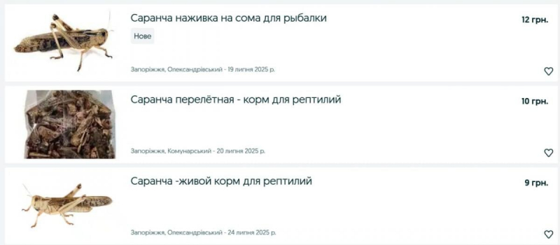 На Півдні Україні аномальне нашестя сарани: українці вже зробили з цього бізнес