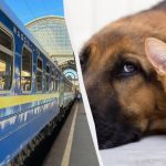 “Укрзалізниця” оновила правила перевезення тварин в поїздах: що змінилось