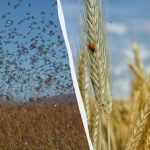 В Україні нашестя ненажерливого шкідника: що буде з посівами
