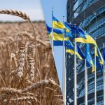 ЄС збільшив квоти на українську пшеницю та цукор: скільки зможемо експортувати без мит