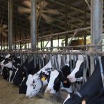 Підтримка тваринництва. Фермерам компенсують 25% витрат на будівництво чи реконструкцію потужностей