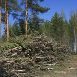 Мільярдні зловживання. ДБР заявило про розслідування 580 справ у сері лісового господарства