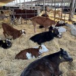 Аграріям компенсують до 25% витрат на будівництво чи реконструкцію ферм