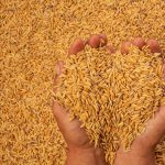Експорт агропродукції з України в липні знизився, але очікується його зростання