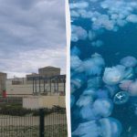 Несподівані гості з моря зупинили роботу найбільшої АЕС у Франції