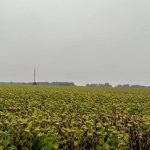 Радіоактивні харчі: в Україні продавали врожай з забруднених земель
