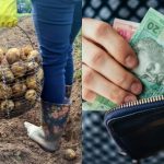 Що буде з цінами на картоплю восени: аграрій поділився прогнозом
