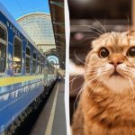 Шолом для кота і не тільки: в “Укрзалізниці” розповіли про найдивовижніші знахідки в потягах