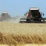 Виробництво сільгосппродукції в Україні скоротилося на 18,5% — Держстат