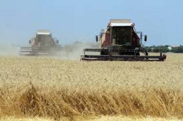 Виробництво сільгосппродукції в Україні скоротилося на 18,5% — Держстат