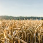 Агропродукція в Україні скоротилася на 8,4% у річному вимірі — Держстат
