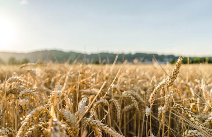 Агропродукція в Україні скоротилася на 8,4% у річному вимірі — Держстат