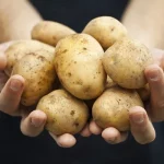 Ціни на картоплю в Україні почали знижуватись
