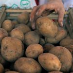 Картопля дешевше вже не буде: скільки зараз коштує кілограм в Україні