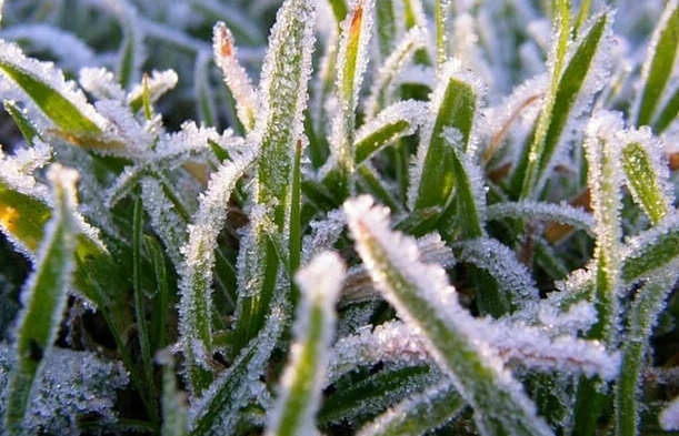 заморозки