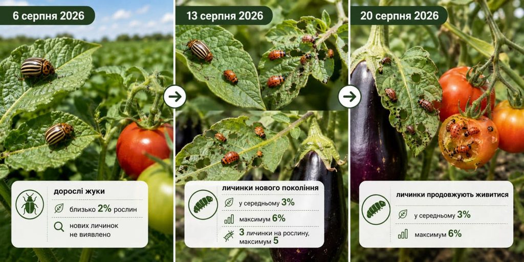Куди зник колорадський жук у 2026 році: причини і чи повернеться